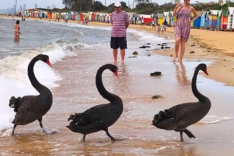 [VISITE PRIVÉE] Visite de la ville de Melbourne et de la plage de Bayside