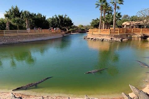 Visite Crocoparc från Agadir med hämtning varje timme.