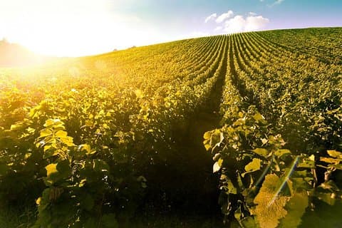 Tokaj Weinregion Heimat der weltberühmten Aszu, auf einer privaten Tour!