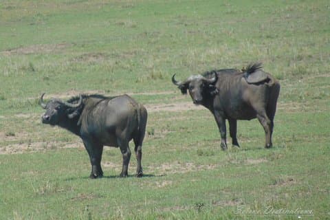 6 dager Safari til Lake Nakuru, Maasai Mara, Naivasha-sjøen og Amboseli