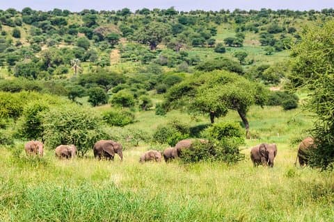 3 Tage Tarangire National Park Wildlife Safari