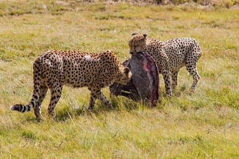 3 Tage, 2 Nächte, private, preisgünstige Camping-Safari in Tansania