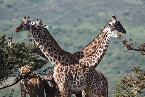 5 dage nordlige Tanzania valgt vildt safari