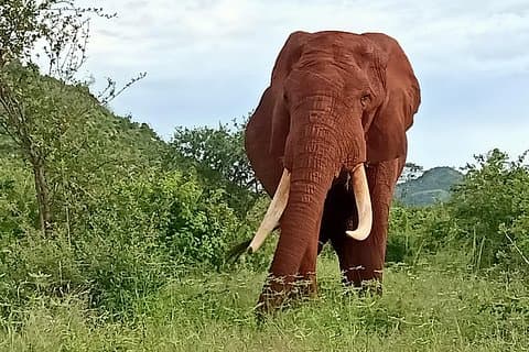 2 Tage / 1 Nacht - Tsavo Explorer Safari