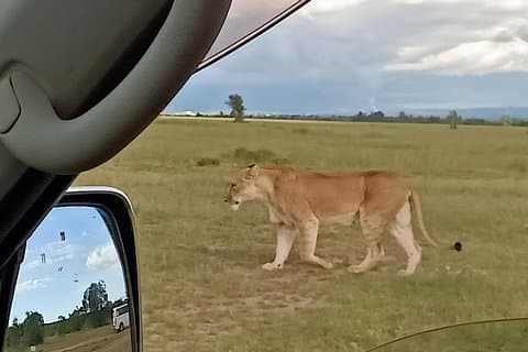 4 dager Maasai Mara & L. Nakuru N. Park