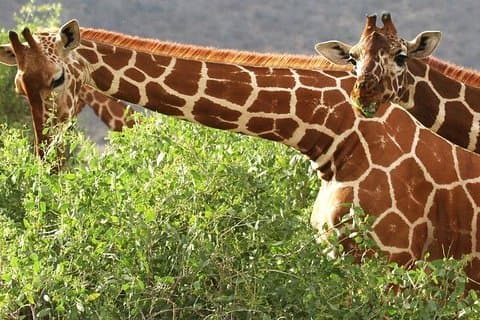 Safari de 4 días en Ol Pejeta y Reserva Nacional de Samburu