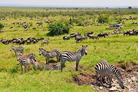 5 giorni Il grande safari al parto degli gnu