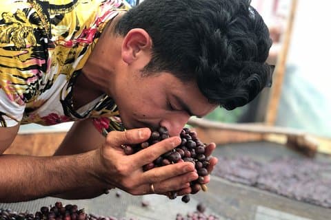 Coffee Tour Finca Jaguar
