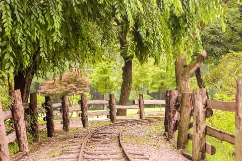 [Fuld dag] Nami Island, Petite France og Hot place Myeongdong!