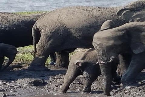 Safari d'aventure économique de 5 jours à 4 nuits au parc national des Chutes Victoria et de Chobe
