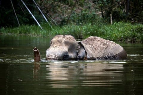 Uma manhã com os elefantes no Santuário de Elefantes de Phuket