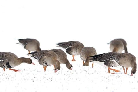 Winter Birding Day Trip to Dobrudja from Tulcea