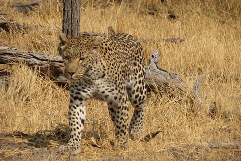 4 dages camping safari i det centrale Kalahari Game Reserve og Nxai Pan