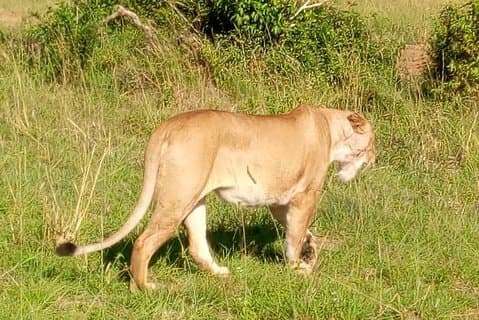 3 dager budsjett fantastisk safari i Maasai Mara, Kenya