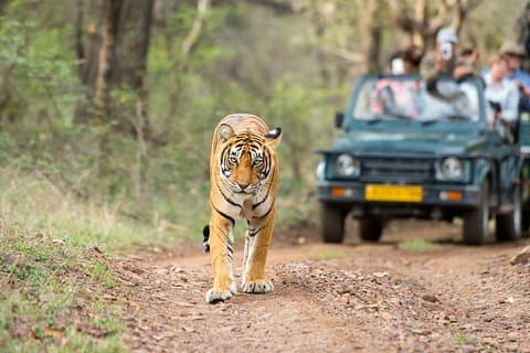 6 dages gylden trekant med Ranthambore - Taj Mahal solnedgang/solopgang