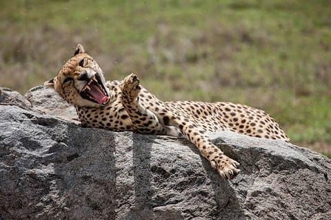 Safari in Tanzania 5 days: Manyara, Ngorongoro, Serengeti