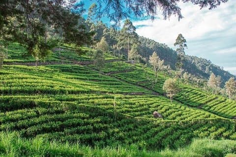 Glamour von Sri Lanka | 7 Tage