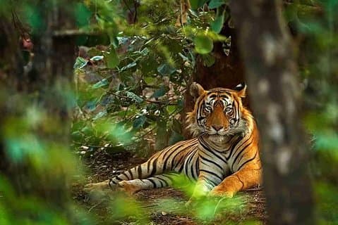 4 Day Golden Triangle with Ranthambore Tiger Safari from Delhi