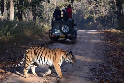5 dages gyldne trekantturné med Ranthambore