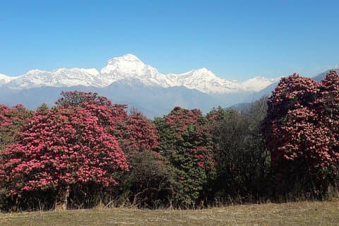 4-dagers privat Poon Hill Trekking Tour