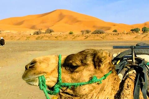 5-dagers turer fra Tanger til Chefchaouen, Fez, Merzouga-ørkenen og Marrakech