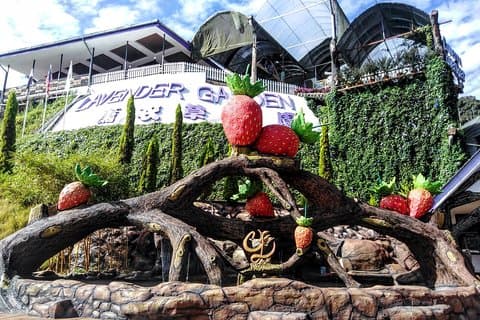 Cameron Highlands Day Trip Från Kuala Lumpur