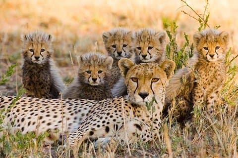 3 Nächte exklusive Masai Mara Safari