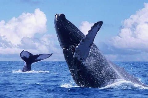 Croisière d'observation des baleines et des dauphins à Puerto Vallarta tout compris