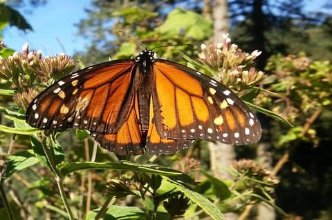 Tour da Borboleta Monarca saindo da Cidade do México