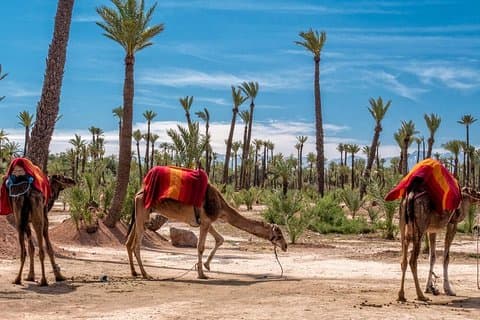 Marrakesh dagstur med kameltur fra Casablanca