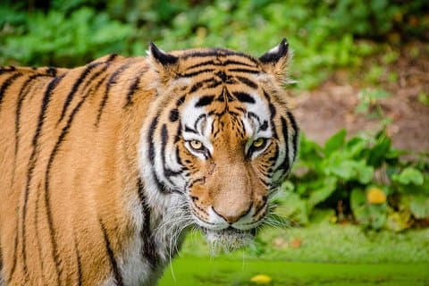 Indien Wildlife Photography Tour