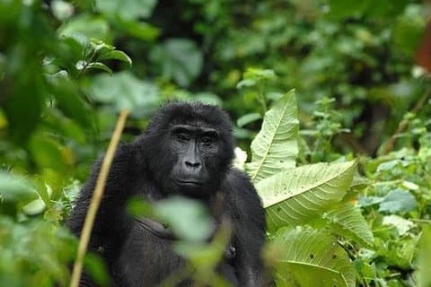 5 Tage Gorillas und Lion Tour in Uganda
