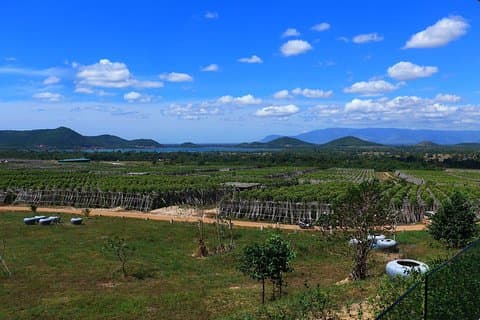 La Plantation tour (descobrindo Kampot Pepper) + Almoço