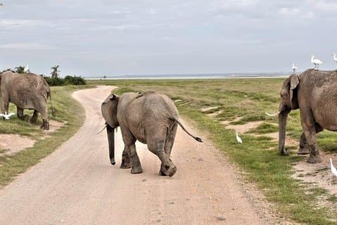 7-daagse Kenia en Tanzania Wildlife Safari