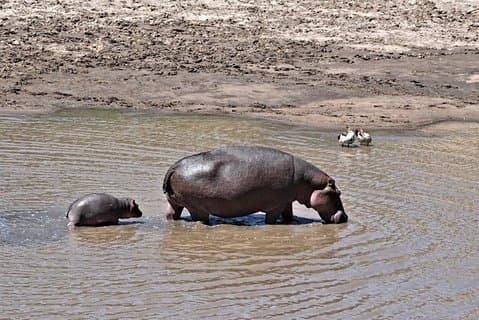 8 dagen 7 nachten Tanzania en Kenia Wildlife Safari