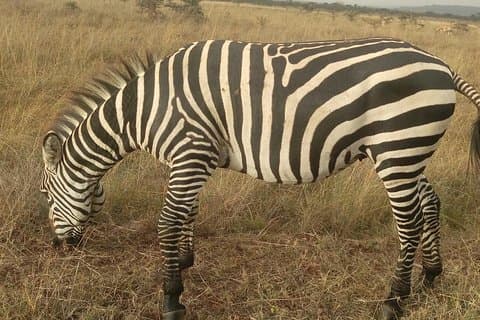 Lake Nakuru national park via Lake Naivasha
