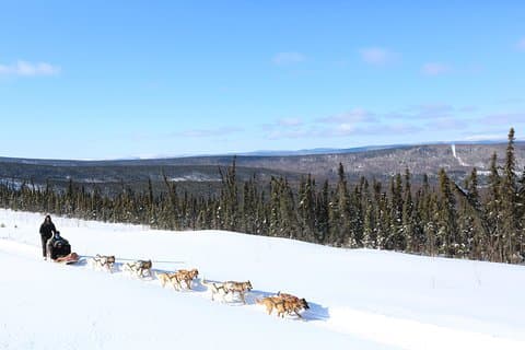 Tour de 30 minutos en trineo de perros en Fairbanks sin transporte