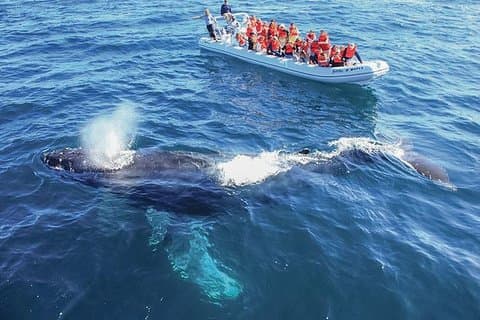 Valskådning på Cabos San Lucas kryssning och marktransport