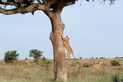 Äventyrlig 4 dagar Maasai Mara - Lake Nakuru Safari