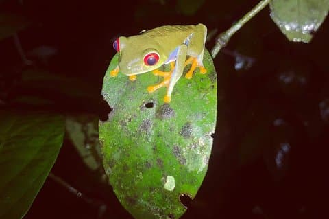Caminhada noturna