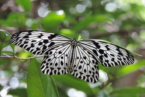 Excursions dans la forêt tropicale de Sinharaja (journée complète)