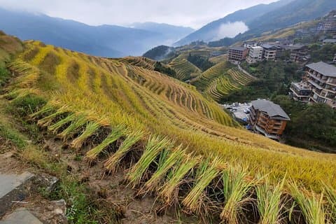 Recorrido de un día por las terrazas de arroz de Guilin Longji y el crucero nocturno de cuatro lagos