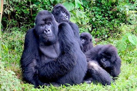 1 dia Gorilla trekking no parque nacional dos vulcões