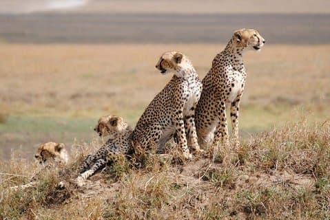 5 Tage: Scenic Northern Circuit Safari