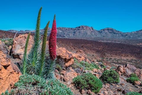 Teide National Park Half Day Tour with Hotel Pick up