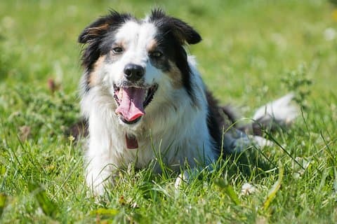 Dimostrazioni di Caherconnell Fort & Sheepdog