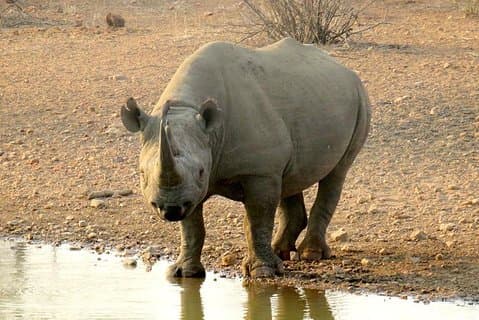 Game Drive og Rhino Walk