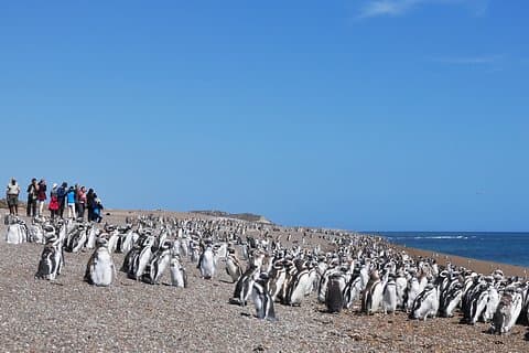 バルデス半島ペンギン探検とプンタ ノルテ