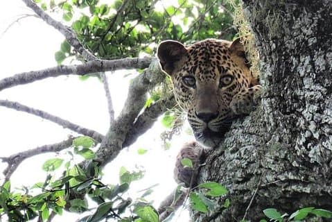 Safari nel Parco Nazionale Yala | Da Ella