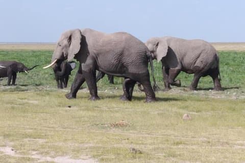 Parc national de Nairobi 1 jour